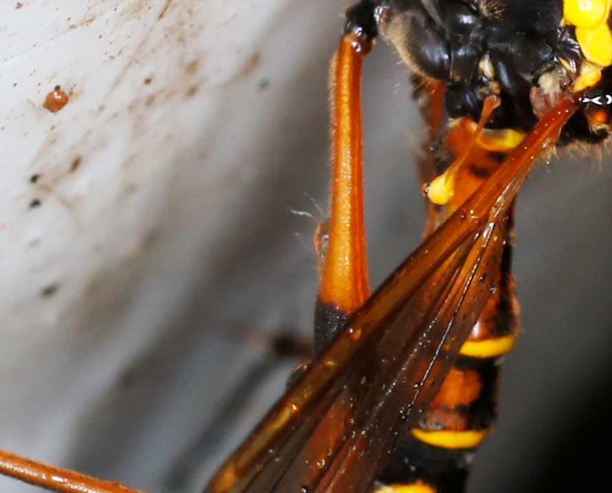 Tipulidae: Ctenophora elegans, maschio